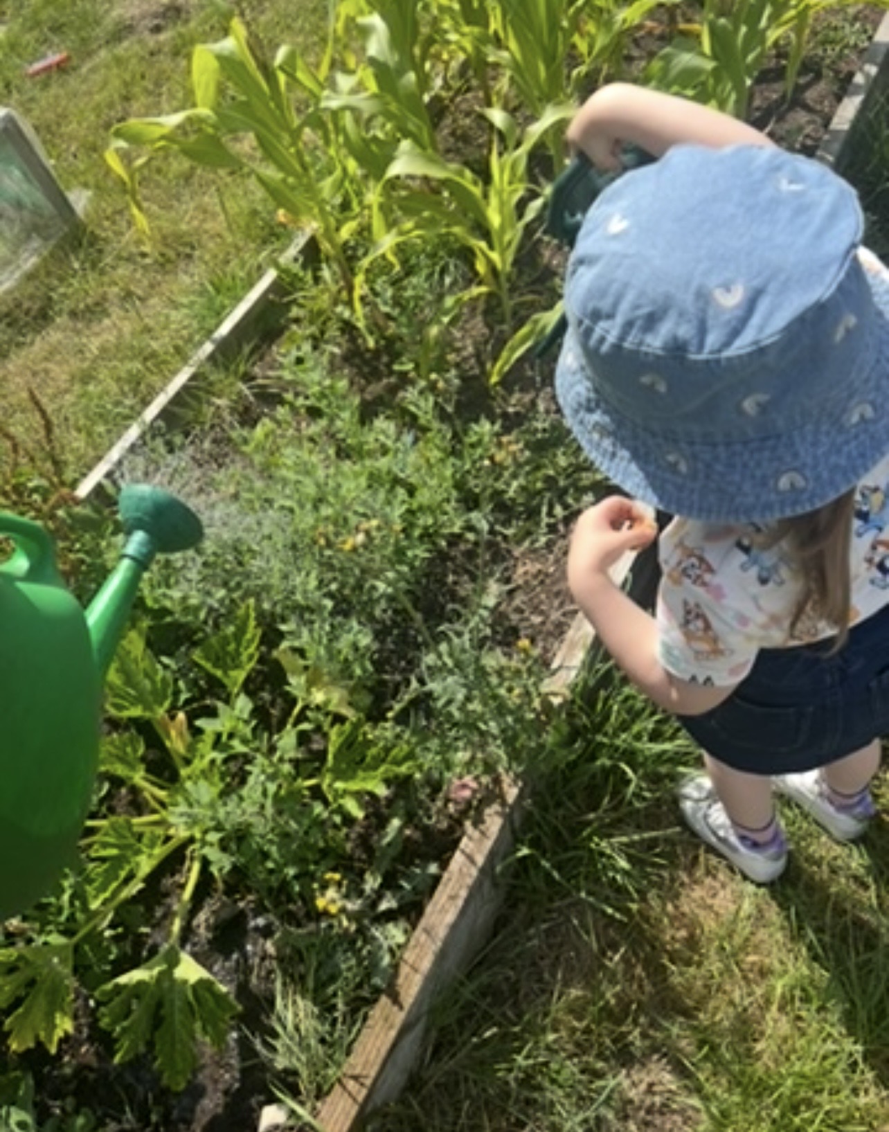 In the community - Nature and Local Allotment community support 